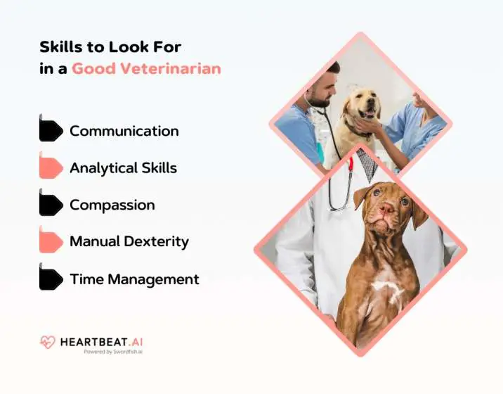 Skills to Look For in a Good Veterinarian